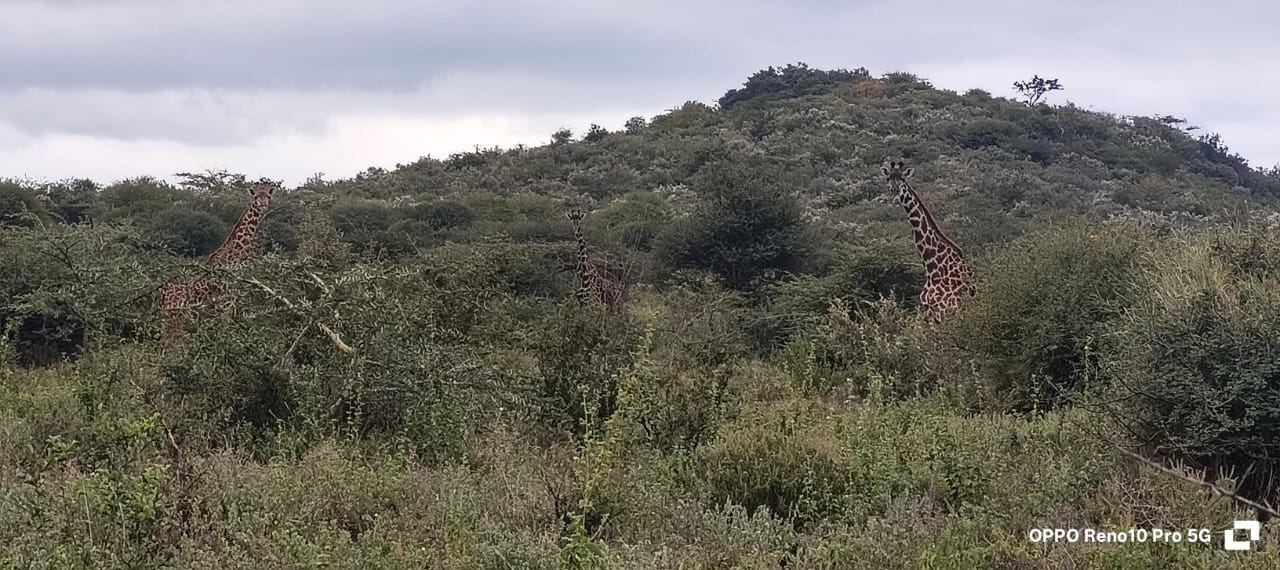 nasaru in saikeri
