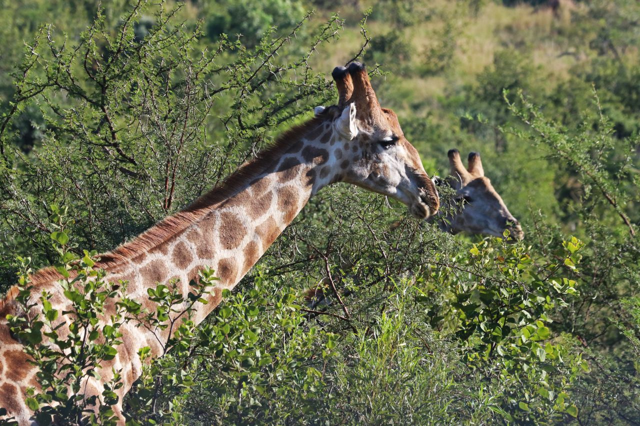 A pair of giraffes browsing through lush foliage in the African savanna.