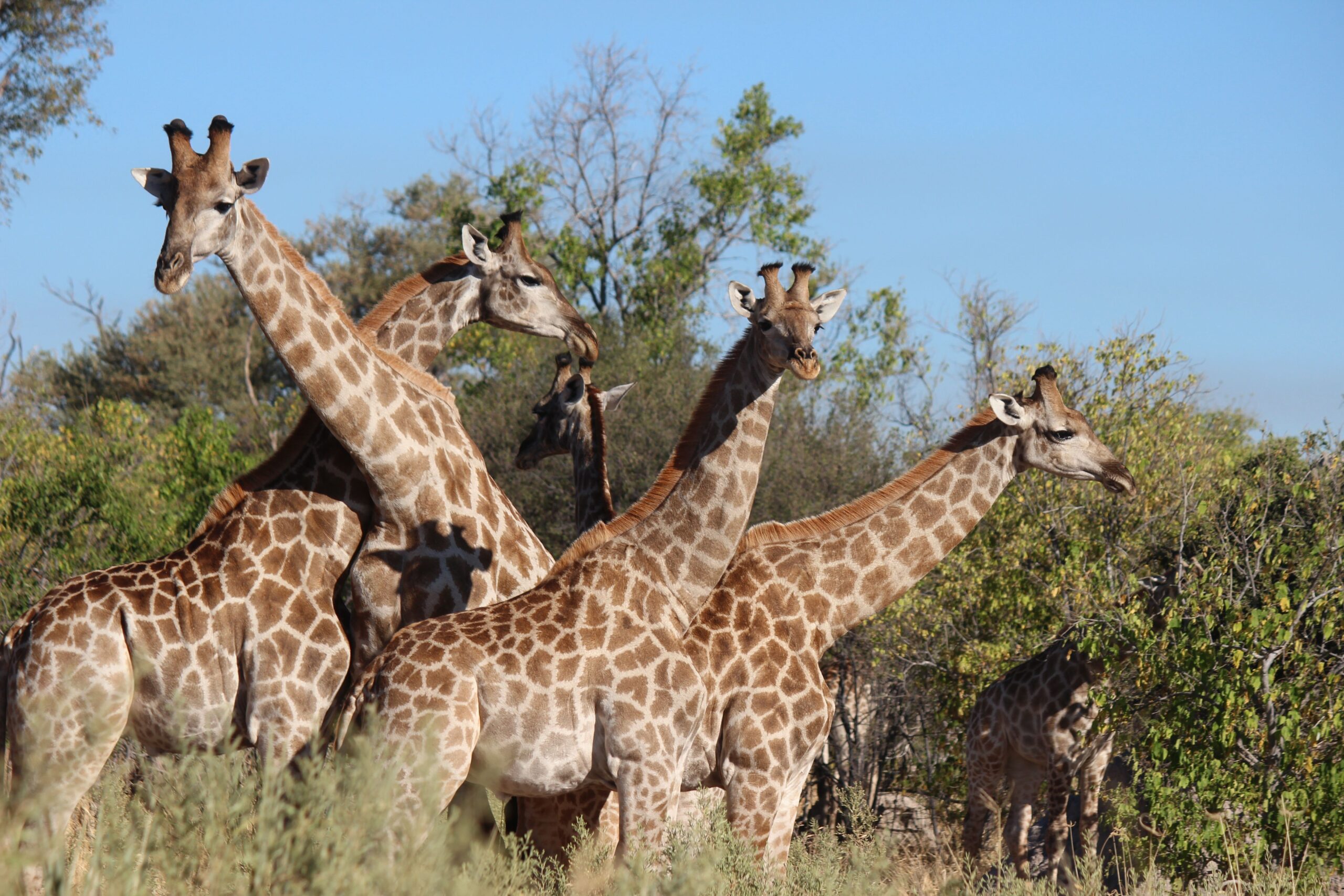 A group of giraffes grazing in the sunlit African savannah, surrounded by trees and clear blue sky.