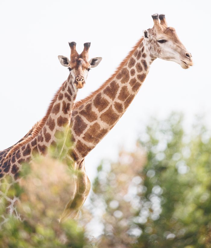 Two giraffes with long necks in the African savannah, showcasing wildlife beauty.