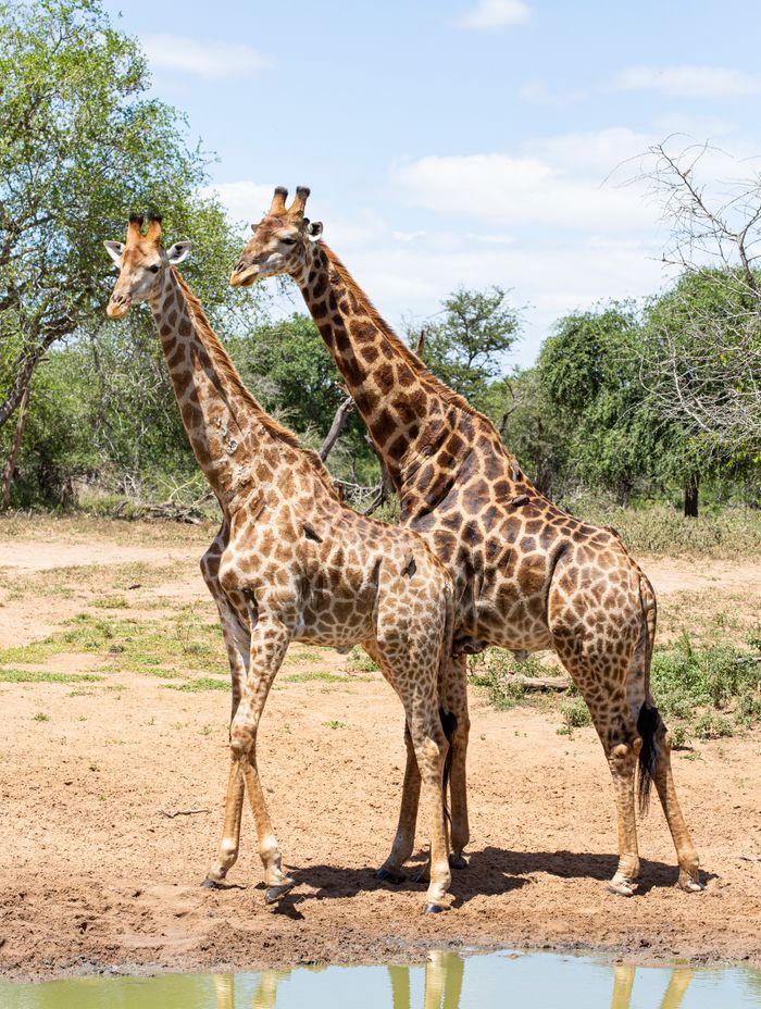 Two giraffes standing in the savanna, showcasing their long necks and iconic spots.